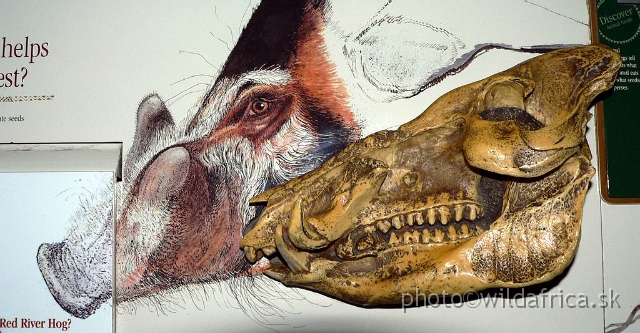 congo edu 04.jpg - Red River Hog model of skull.